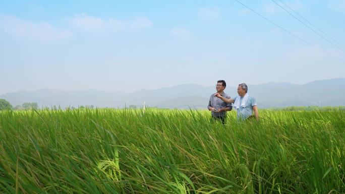 水稻专家和农民
