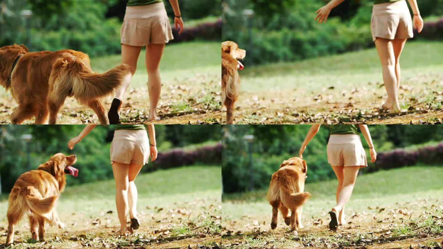 美女和狗散步夏天公园草地