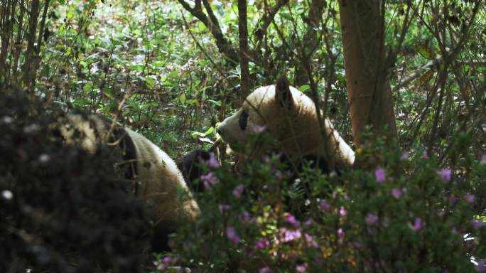 躲在树丛里吃东西休息的大熊猫