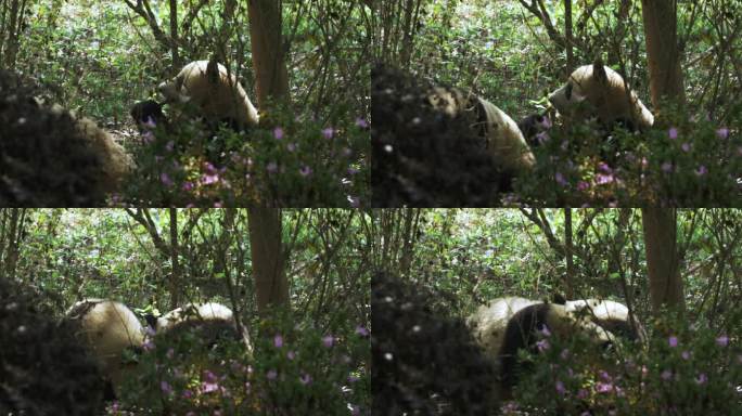 躲在树丛里吃东西休息的大熊猫