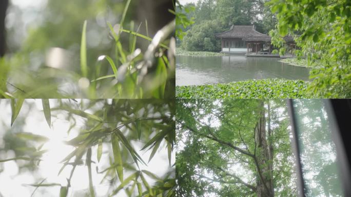 花草树木竹子阳光空镜