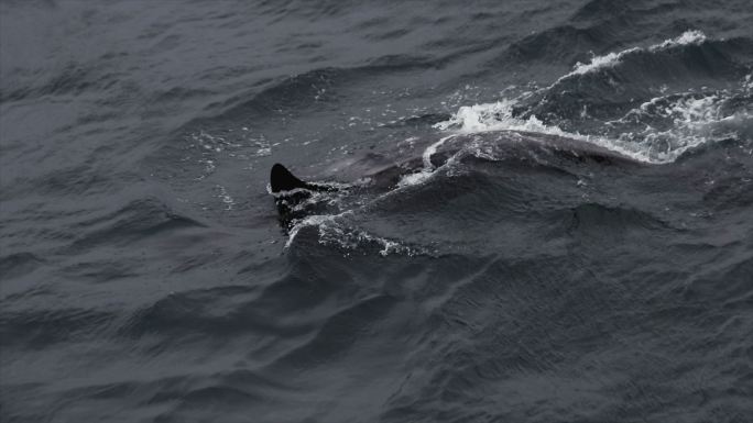 挪威海的野生虎鲸海洋生物人与自然动物世界