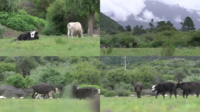 牛 牦牛 牛吃草 悠闲 畜牧 牛场 散养