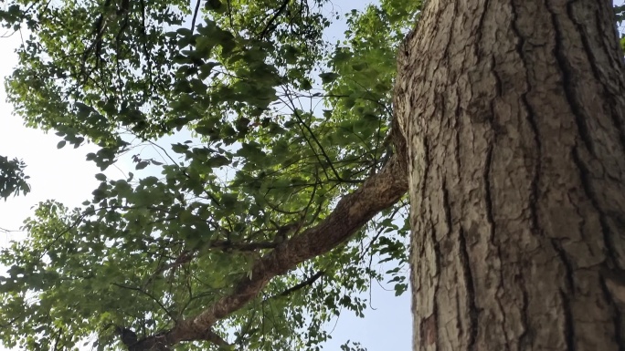 古樟树阳光照大树风吹树叶摇摆狂风吹树叶