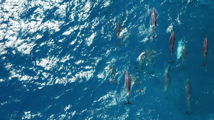 一群海豚在蓝海中游泳