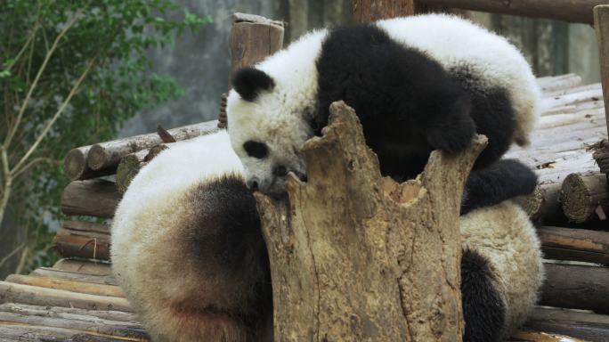 可爱大熊猫一家子在一起玩耍熊猫幼崽萌萌哒