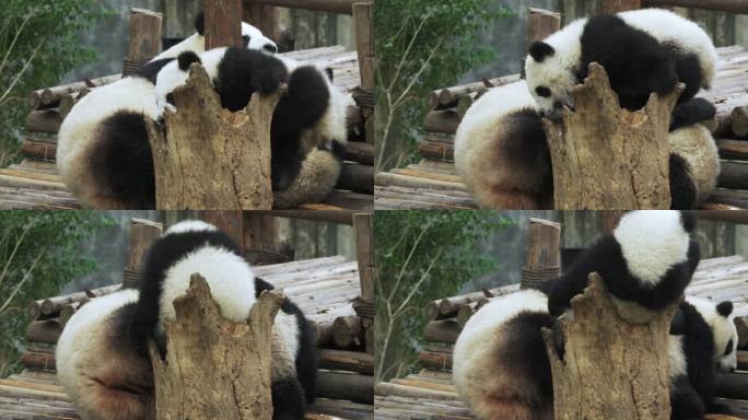 可爱大熊猫一家子在一起玩耍熊猫幼崽萌萌哒