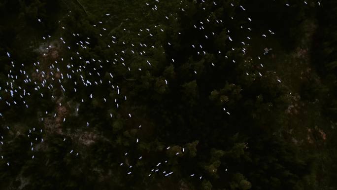 白鹭群在湿地树林上方飞行