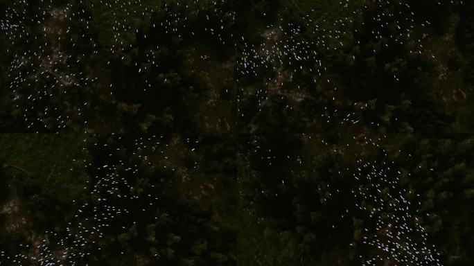 白鹭群在湿地树林上方飞行