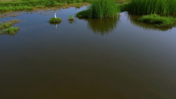 白鹭在湿地河流休憩觅食