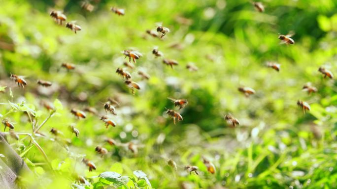 春天田野蜂巢外成群蜜蜂飞舞慢镜头