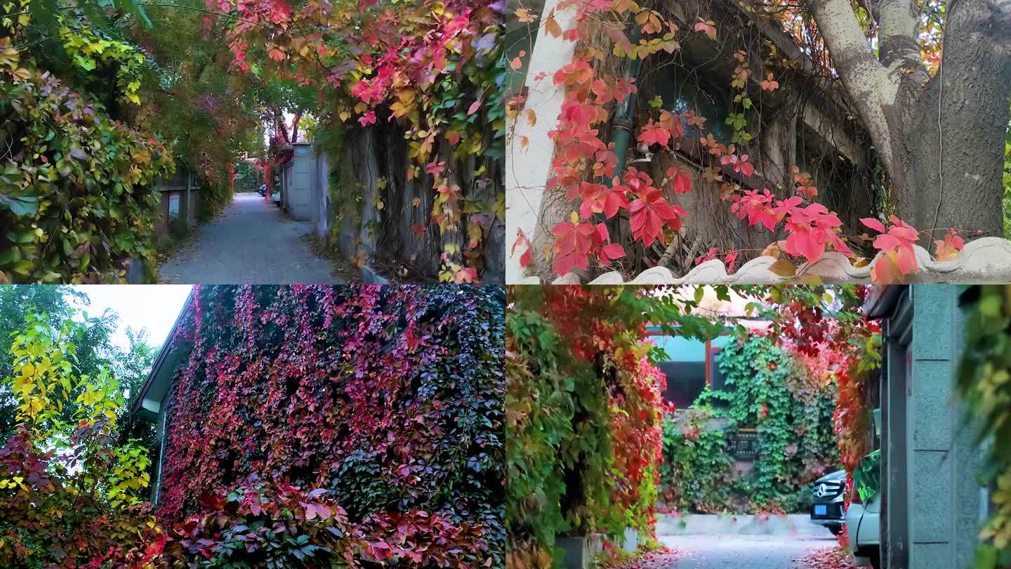 秋季红色爬山虎巷子傍晚自然植物