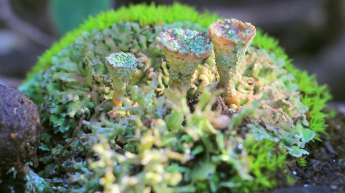 冬季，蒙特塞拉特山的Cladonia pyxidata––小号–Linchen。