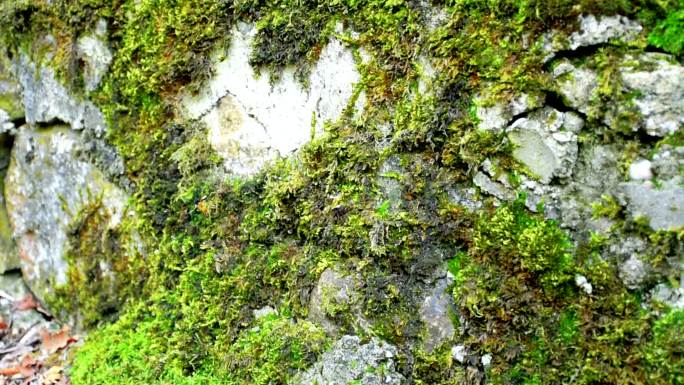 苔藓旧挡土墙苔藓土墙绿色生态