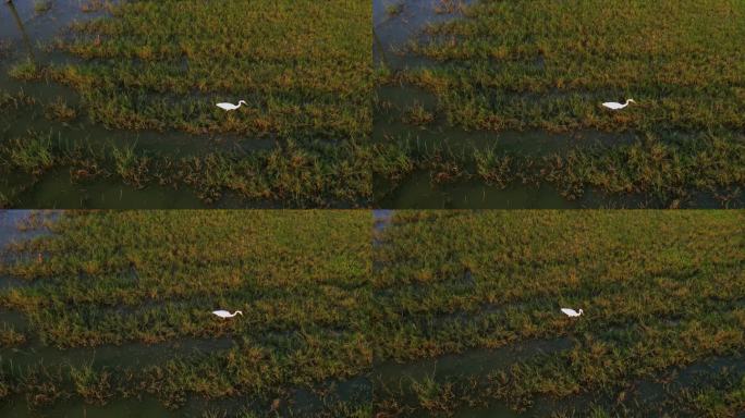 白鹭在湿地河边觅食捕食