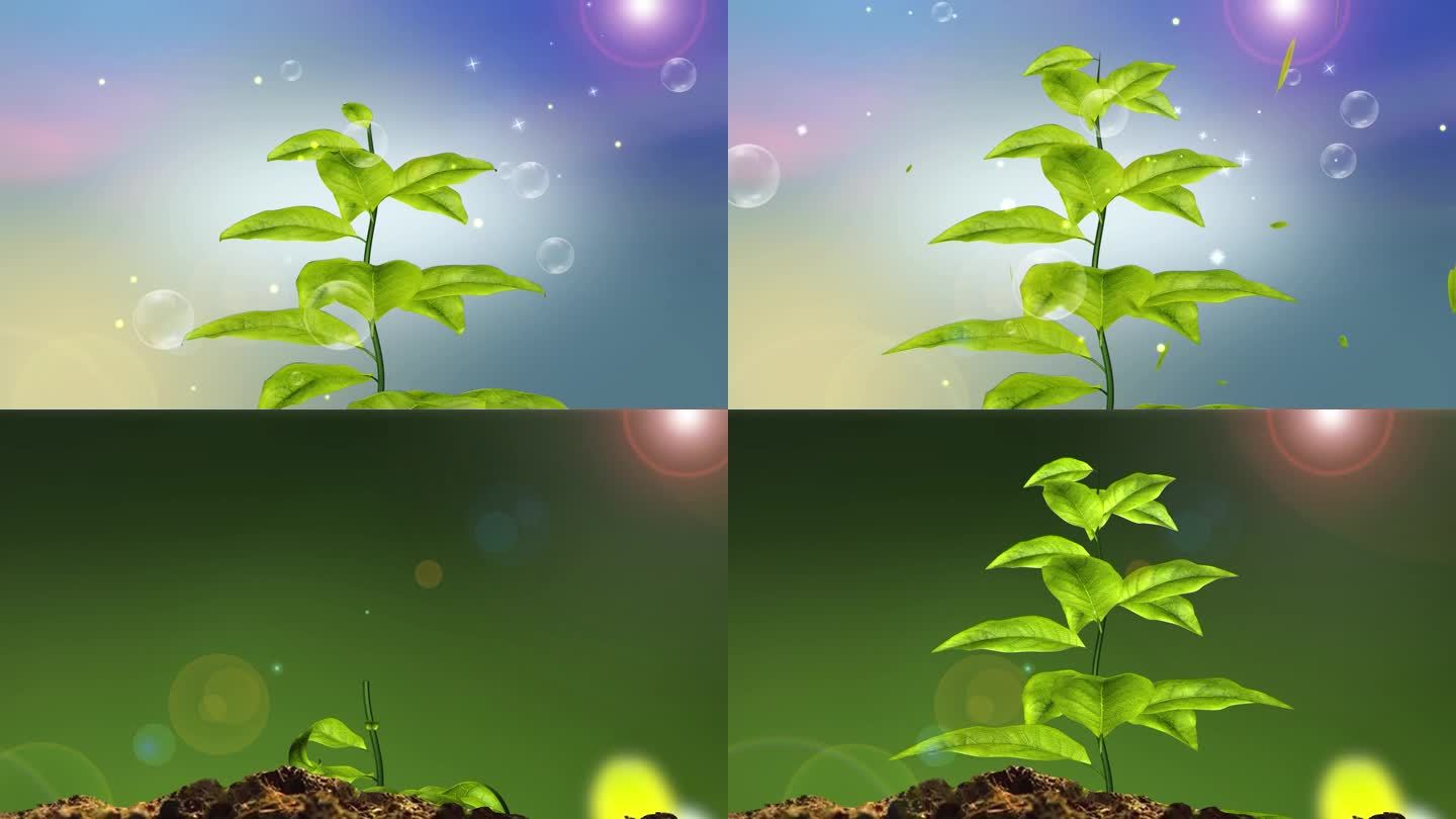 植物生长视频