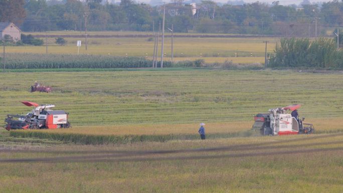 农村农民收割庄稼粮食水稻