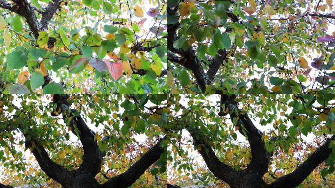 秋天的梨树