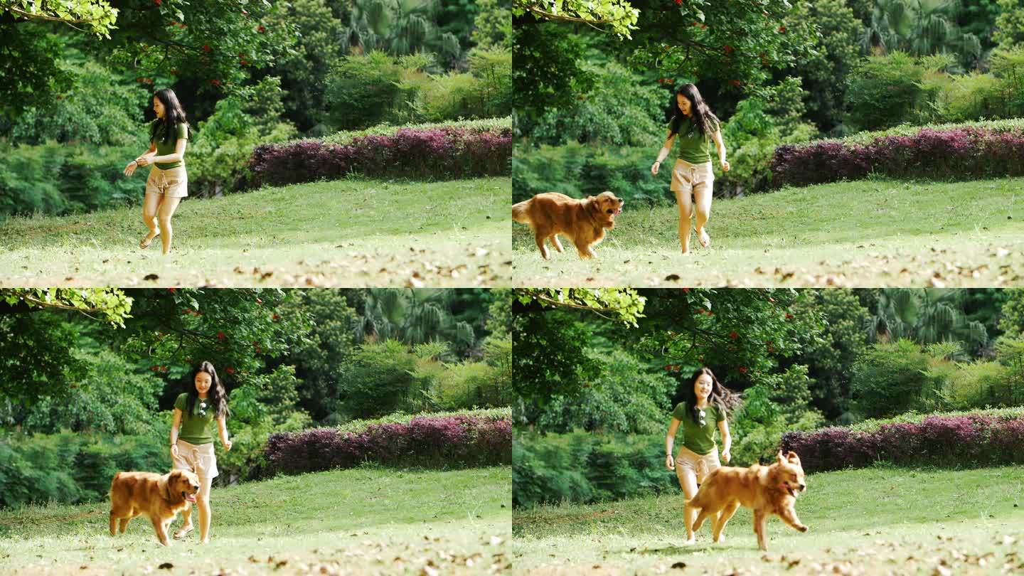 长腿美女和宠物金毛犬奔跑在夏日阳光公园里