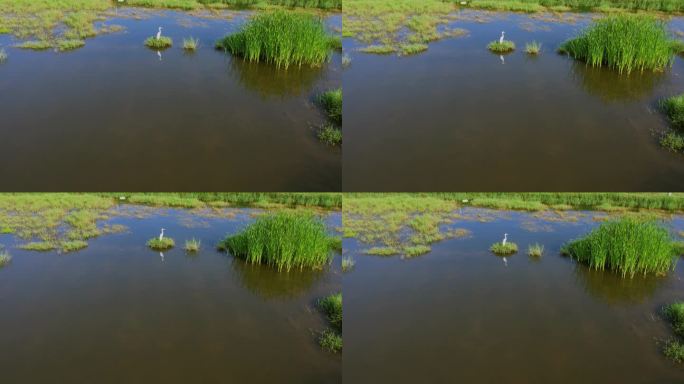 白鹭在湿地河流休憩觅食