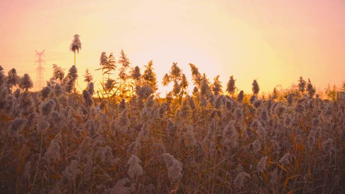 夕阳下的芦苇