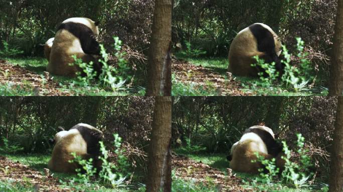 两只大熊猫躲在树丛里嬉戏打闹玩耍谈恋爱