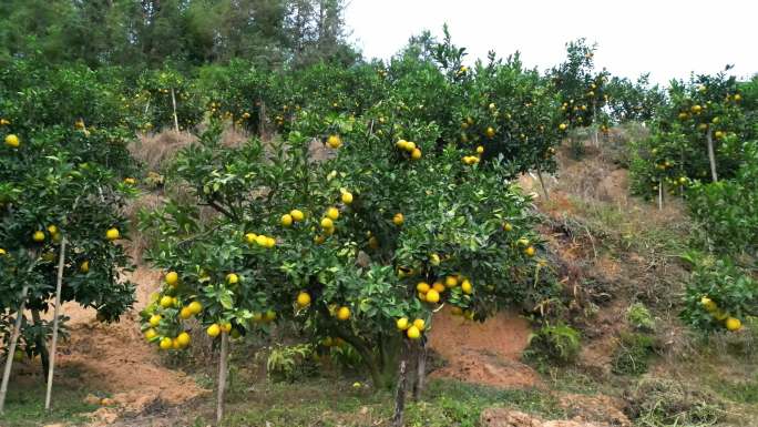 赣南脐橙树丰收季