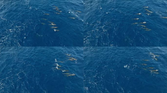 海豚在海洋中游泳的鸟瞰图