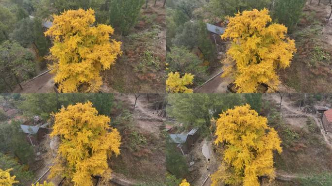 济南普门寺遗址的银杏树
