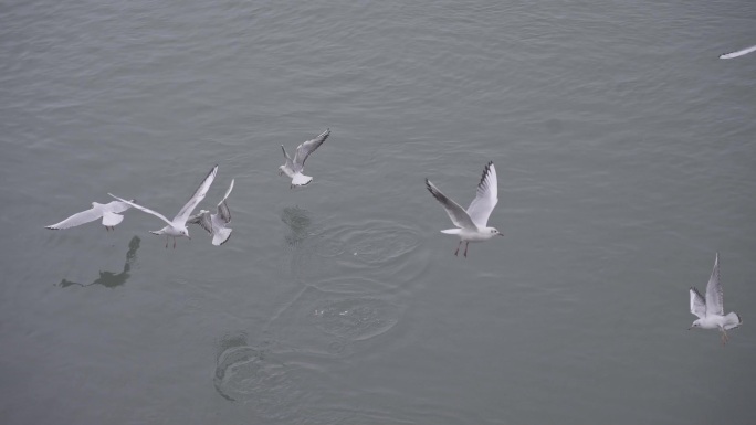 海鸥在海面飞