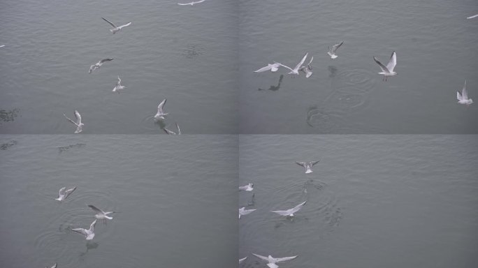 海鸥在海面飞