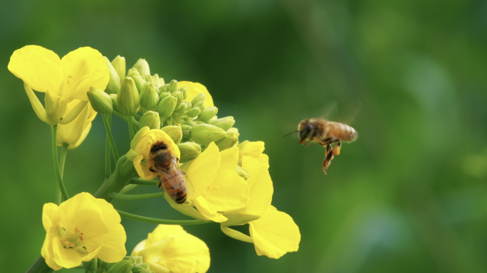 三只蜜蜂在油菜花上采蜜的特写慢镜头