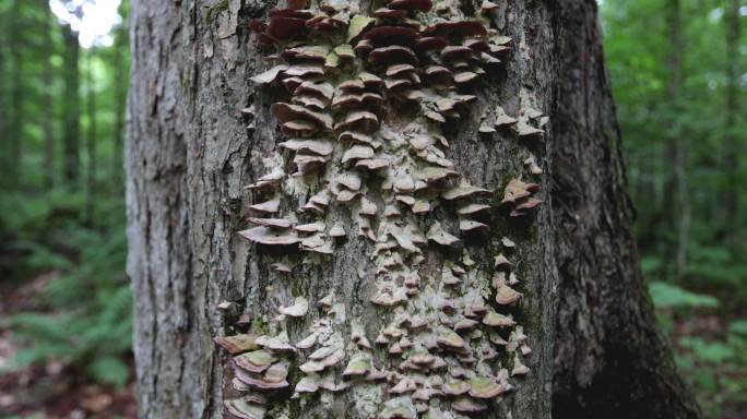 夏季森林里树上的蘑菇