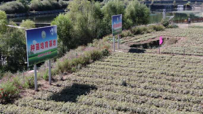 油松苗圃