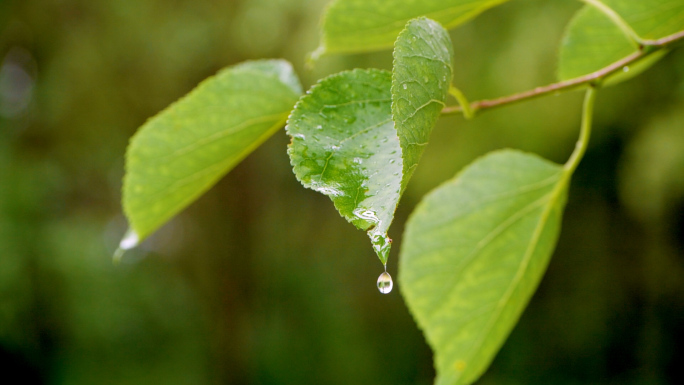 树叶叶片滴水升格