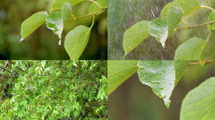 树叶叶片滴水升格