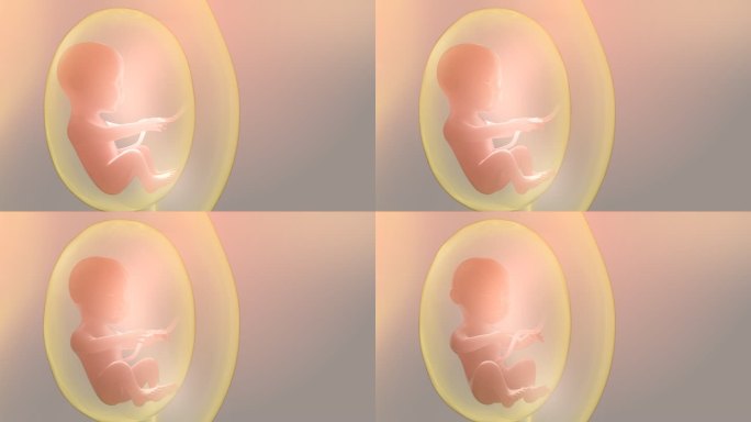 子宫内胎儿动态展示