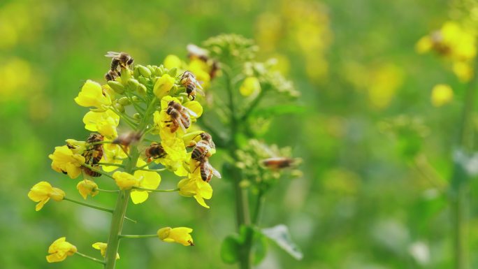 春天田野油菜花上密集的蜜蜂采蜜