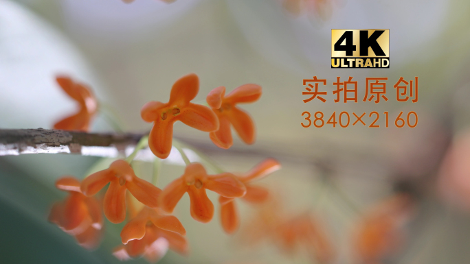 秋天阳光下的桂花金桂丹桂花瓣微距特写4K