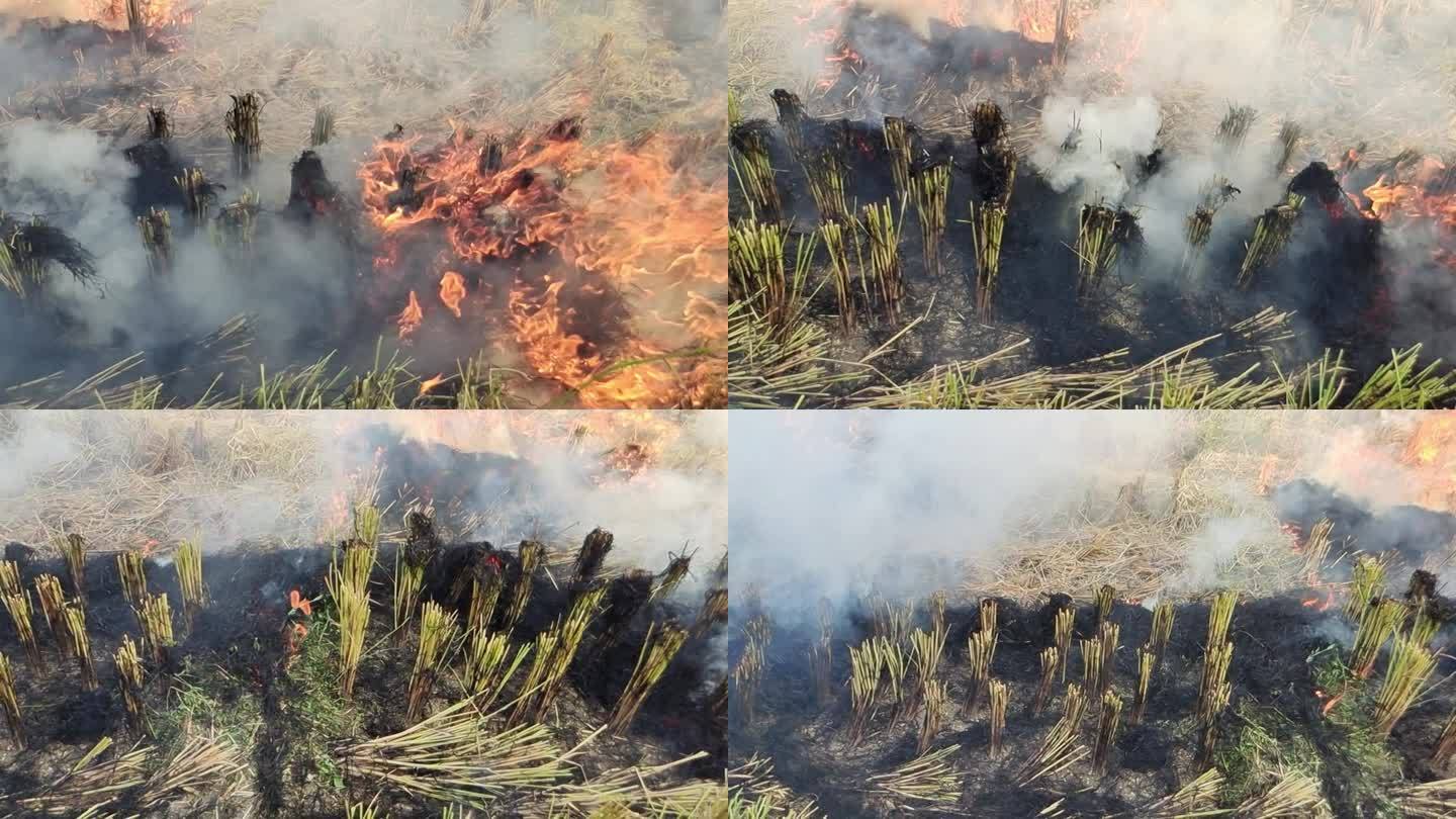 实拍火焰烈焰烧火堆燃烧秸秆烧稻草稻田纵火