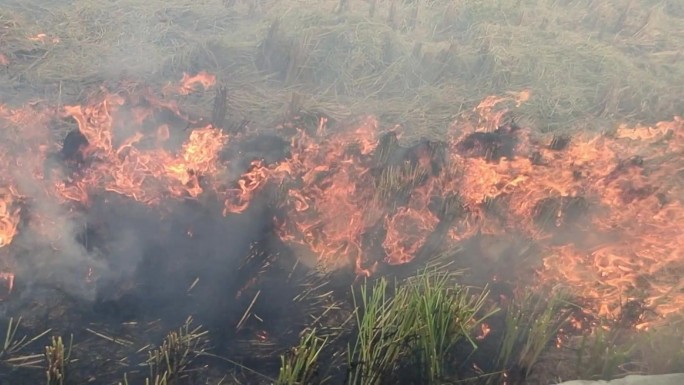 实拍火焰烈焰烧火堆燃烧秸秆烧稻草稻田纵火