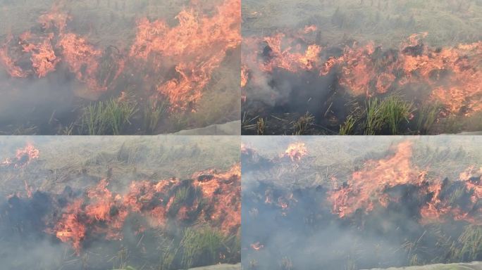 实拍火焰烈焰烧火堆燃烧秸秆烧稻草稻田纵火