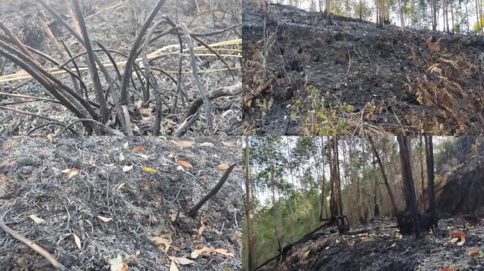 森林火灾过后蕉土森林树木烧完烧蕉成炭烧山