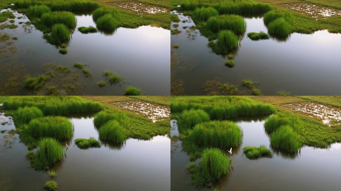 白鹭在湿地河流休憩觅食