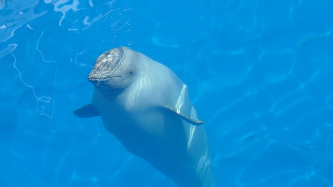 北极海豚漂浮在池水里