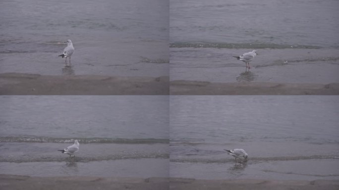 海鸥在海边走 红嘴鸥