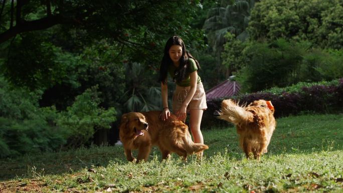 美女和两只宠物犬金毛在阳光公园里玩耍