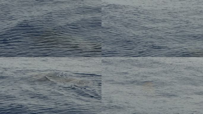 短鳍领航鲸在台湾浮出水面
