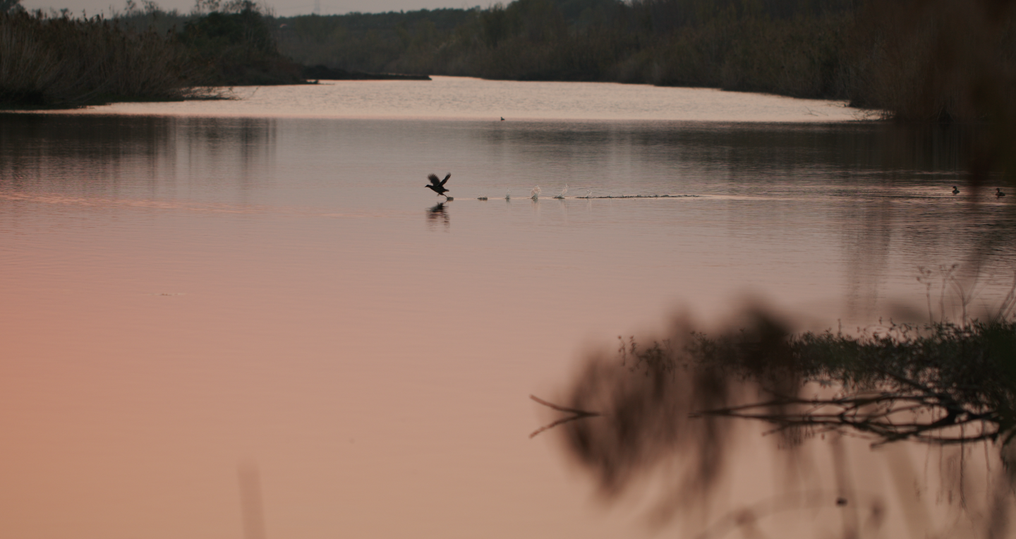 湿地景观-野鸭起飞