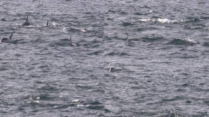 比格海峡阿根廷乌苏阿州的海豚